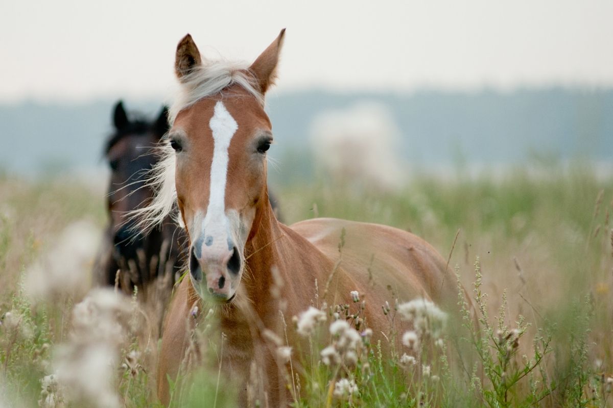 hemp for horses in pasture