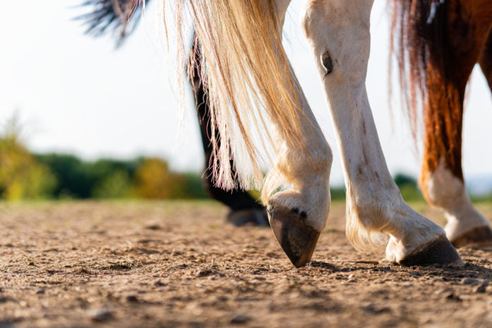 Natural Hoof Care From the Inside Out